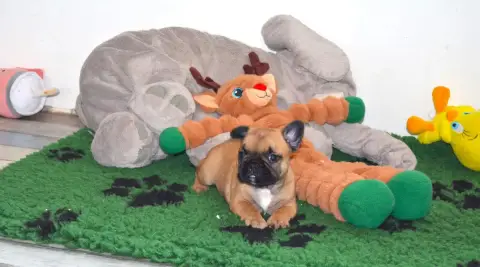 Bouledogue Français  Barry Des Dobs D'Arnoline