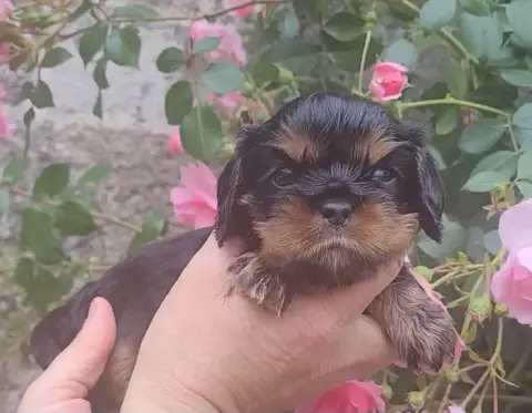 Cavalier King Charles Spaniel  Chiot N°8 Des Rives Du 546b0