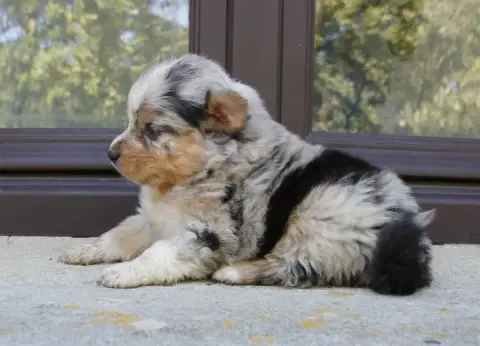 Berger Australien  Chiot N°3 Des Assards De Pierregou 4af50