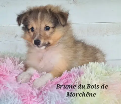 Shetland Sheepdog  Brume Du Bois De Morchène photo 2