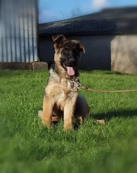 Berger Allemand  Aida Du Val De La Houée photo 3