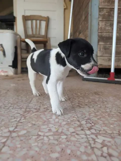 Parson Russell Terrier  Chiot N°3 Budawang photo 3