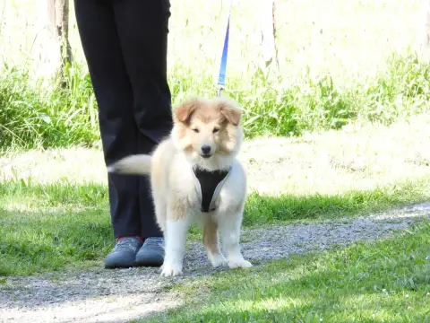 Shetland Sheepdog  Chiot N°2 Du Sapin Vert photo 3