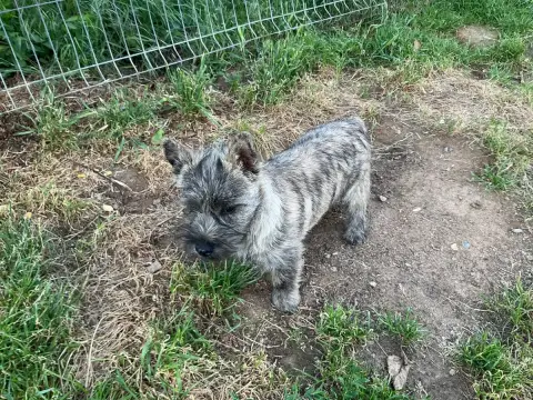 Cairn Terrier  Buzz L Eclair De La Paix Retrouvee photo 2