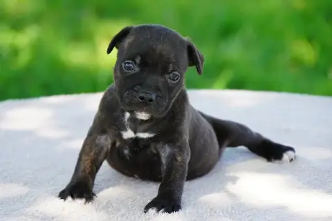 Staffordshire Bull Terrier  Chiot N°2 Forgiveness Ame a71a4