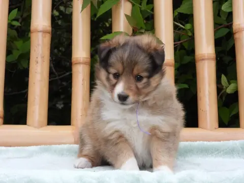 Shetland Sheepdog  Chiot N°5 Du Sapin Vert