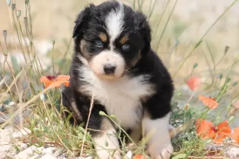 Berger Australien  Chiot N°5 De L'Esprit Blanc Des Mo 08331