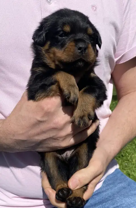 Rottweiler photo 2