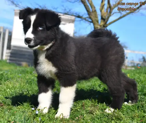 Laika De Iakoutie  Chiot 6 Des Legendes De Retz photo 2