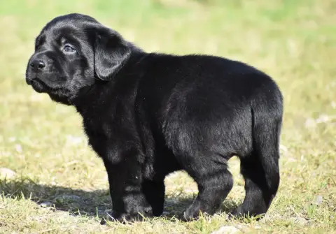 Labrador Retriever  Buzz Du Feeling De Nolister