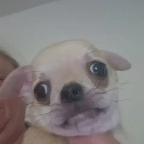 Magnifique Chihuahua Non Lof