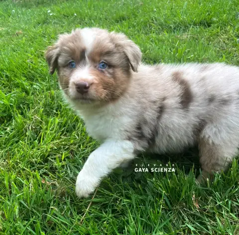 Berger Australien  Chiot N°5 Des Monts De La Gaya Sci 8c1c6
