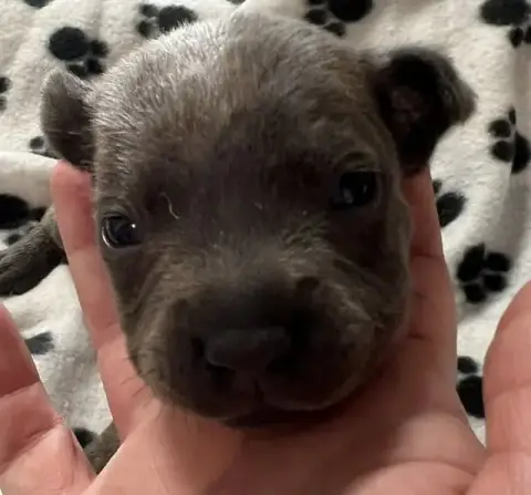 Staffordshire Bull Terrier  Bleu Bringé De L'Aube Lyo 34387