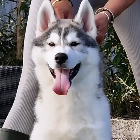 Siberian Husky  Anything Else You Need Of Nashkaia