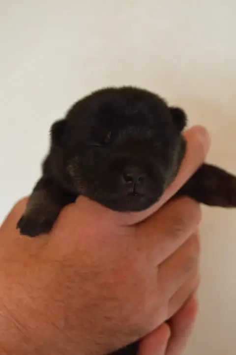 Shiba  Chiot 2 Sumidagawasou photo 3