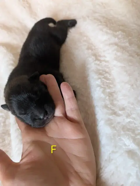 Eurasier  B Fauve Charbonnee Idylles De La Déesse Nei 7ada1