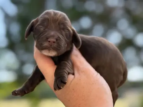 Cocker Spaniel Anglais  Femelle Chocolat Du Clos De L 9bf79