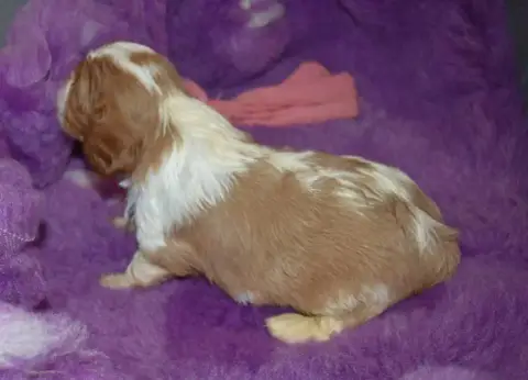 Cavalier King Charles Spaniel 
                       627b0 photo 3