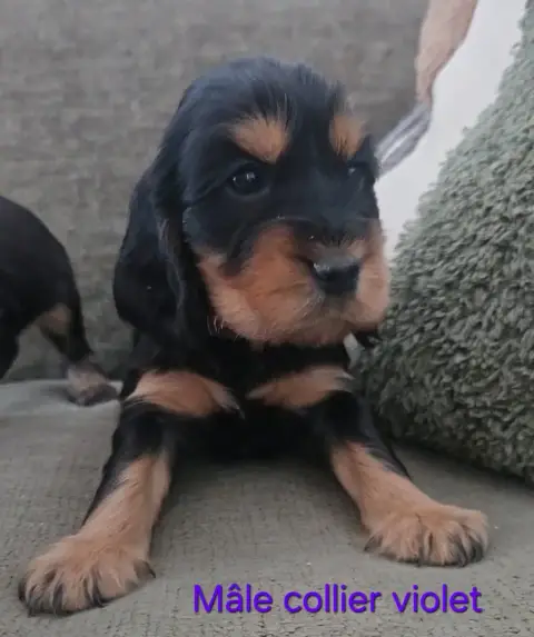 Cocker Spaniel Anglais  Collier Violet Du Galain