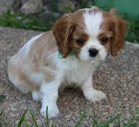 Cavalier King Charles Spaniel  Chiot N°4 Du Domaine D 87e8e photo 2