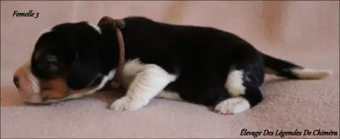 Beagle  Femelle 3 -