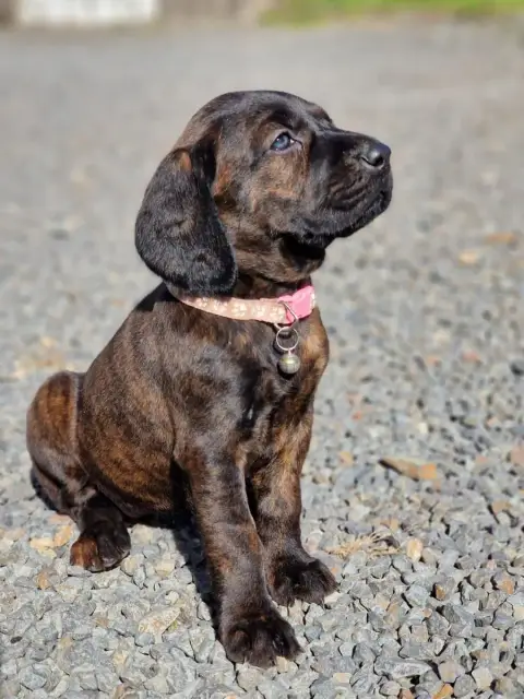 Chien De Rouge De Hanovre  Chiot N°8 De La Dent Rouge 0f266