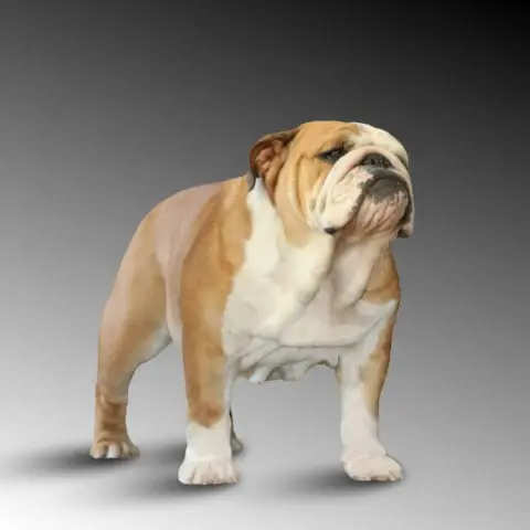 Bulldog Anglais  Chiot N°5 Des Éclats De Cassiopée photo 3