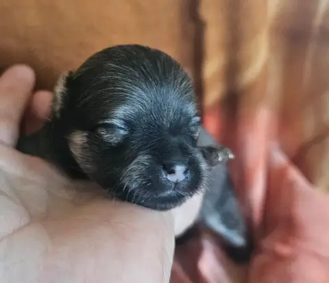 Spitz Allemand  Bubble Des Amours De Claya photo 2