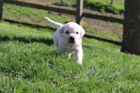 Labrador Retriever  Collier Marron Of The Little Snow b9286