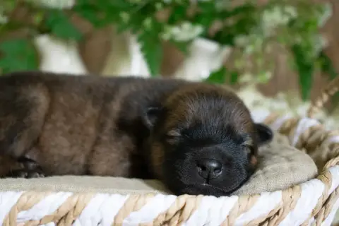 Eurasier  Mr Vert De Leyristone