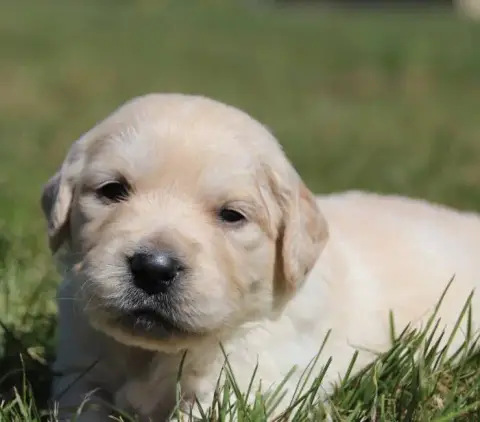 Golden Retriever  Collier Noir De La Lisardière