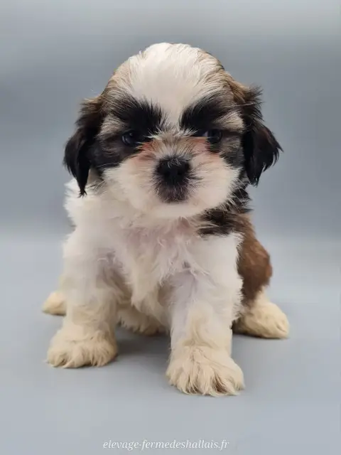 Shih Tzu  Brienne Du Mont De La Chenaie photo 2