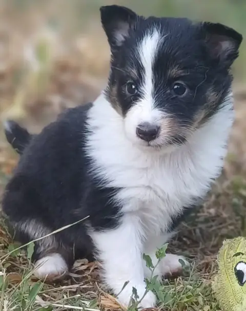 Shetland Sheepdog  Chiot N°6 Des Touches Noires