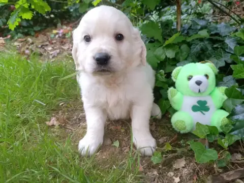 Golden Retriever  Mâle Collier Vert Des Berberis