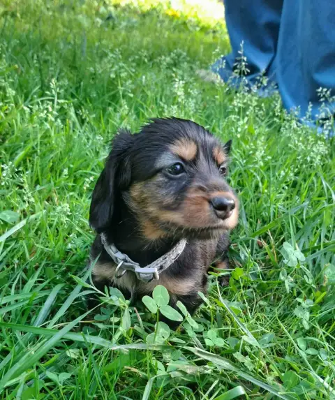 Teckel Poil Long  Chiot Gris Ace Of Wonderland