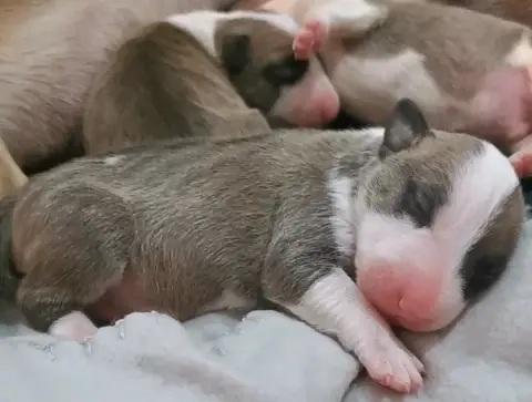 Bull Terrier  Chiot N°5 Of The Little Troublemaker photo 2