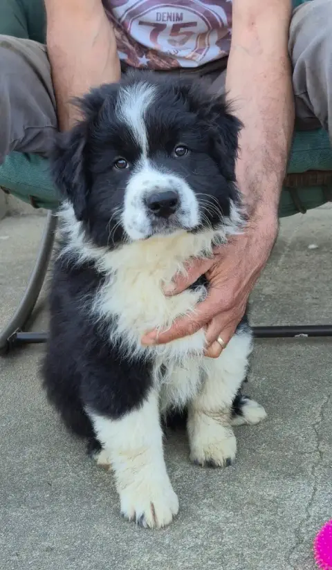 Berger Australien  Chiot N°2 Des Plaines D'Alexoanne ed55e