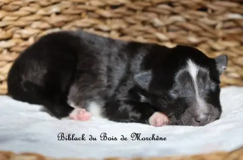 Shetland Sheepdog  Biblack Du Bois De Morchène photo 2
