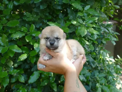 Shiba  Femelle Fauve Du Temps Des Amazones