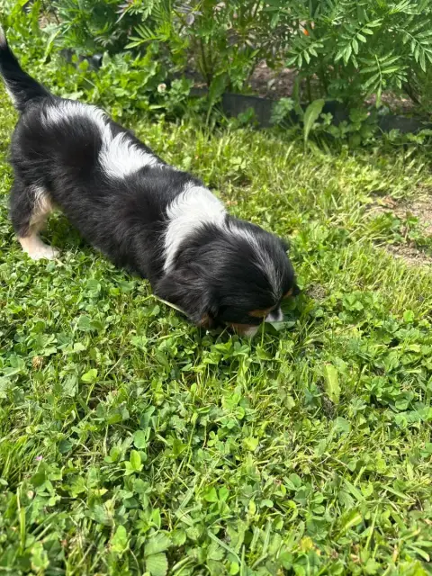 Cavalier King Charles Spaniel  B..... photo 3