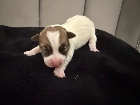 Jack Russell Terrier  Chiot N°2 Du Mont Des Sapins Bl 6b82a