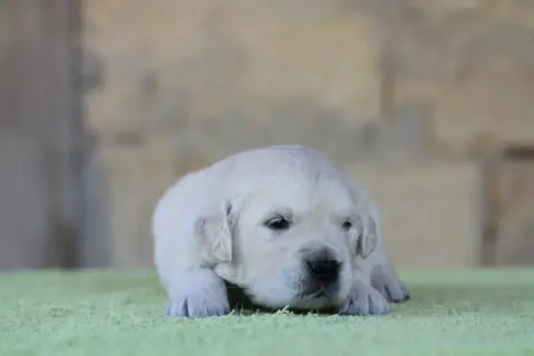 Golden Retriever photo 3