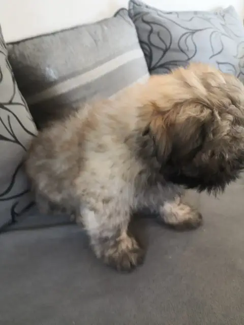 Lhassa Apso  Bahia A Pazzia D'Aurelia