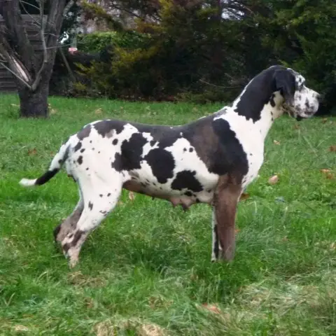 Dogue Allemand  Chiot N°2 Des Terres Du Grazo photo 2