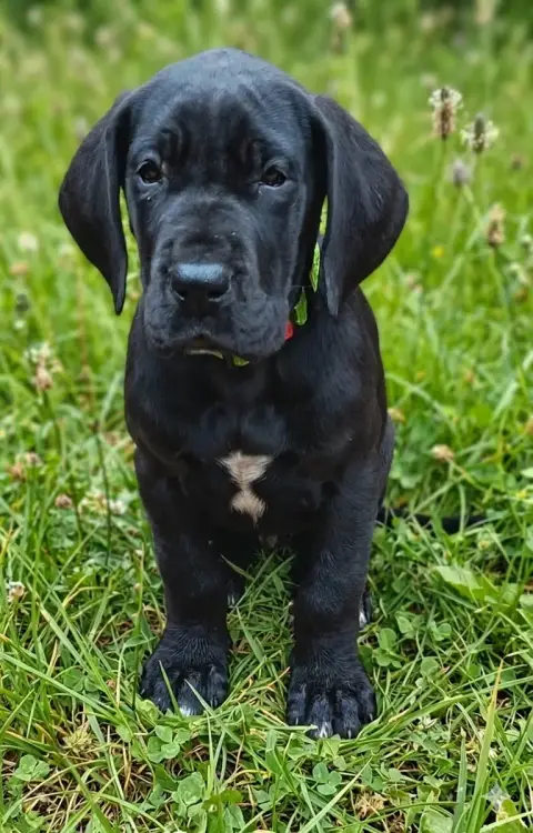 Dogue Allemand  Alré Des Terres Du Grazo