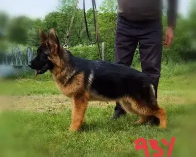 Berger Allemand  Aby 2 Du Val De La Houée photo 3