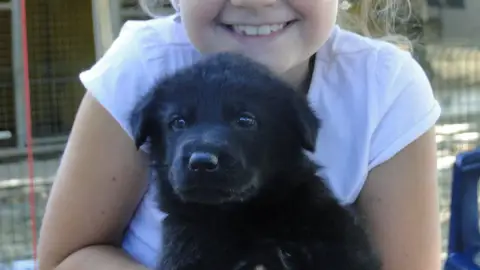 Berger Allemand  Chiot N°10 Du Glaive Noir