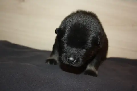 Eurasier  Collier Vert Des Oursons De La Fee