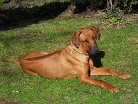 Rhodesian Ridgeback  B Hells Rhodesian photo 3