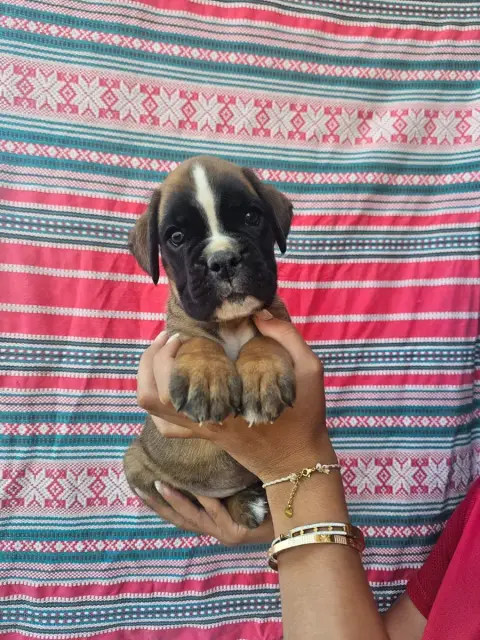 Boxer  Chiot N°7 Du Soleil De L'Aurion
